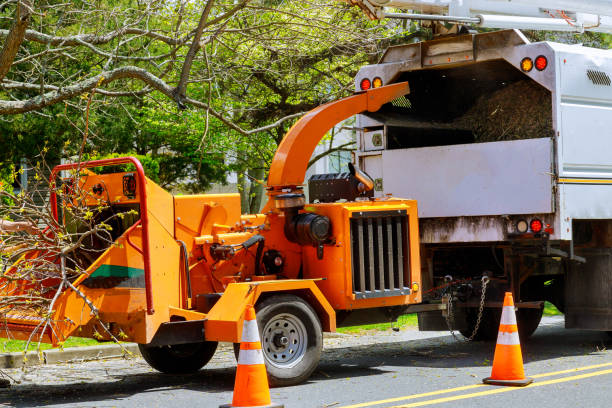 Best Tree Disease Treatment  in Benjamin, UT